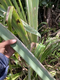 Pandanus kanehirae