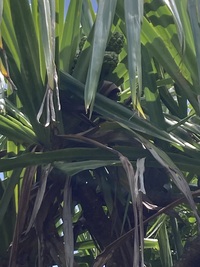 Pandanus kanehirae