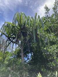 Pandanus kanehirae