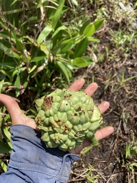 Pandanus kanehirae
