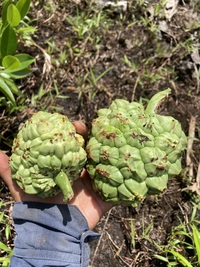 Pandanus kanehirae