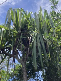 Pandanus kanehirae