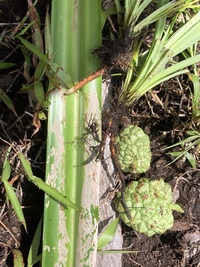 Pandanus kanehirae