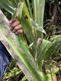 Pandanus kanehirae