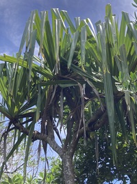 Pandanus kanehirae