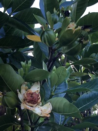 Gardenia taitensis