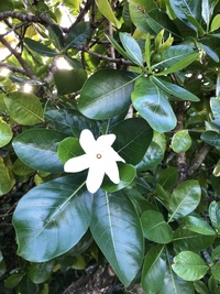 Gardenia taitensis