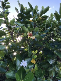 Gardenia taitensis