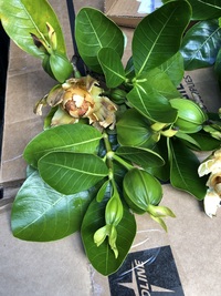 Gardenia taitensis