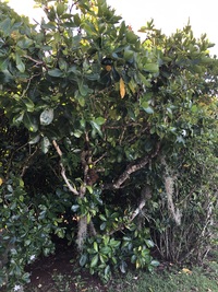 Gardenia taitensis