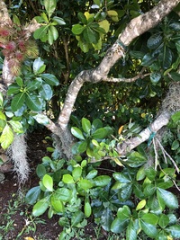 Gardenia taitensis
