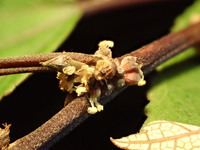 Pipturus kauaiensis