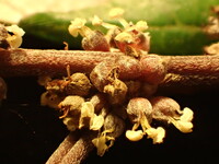 Pipturus kauaiensis