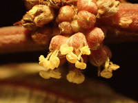 Pipturus kauaiensis