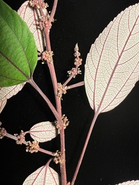 Pipturus kauaiensis
