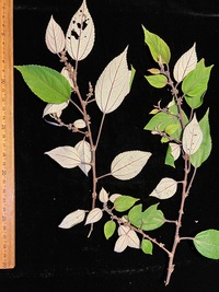Pipturus kauaiensis