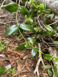 Alyxia stellata