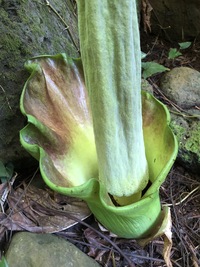 Amorphophallus lambii