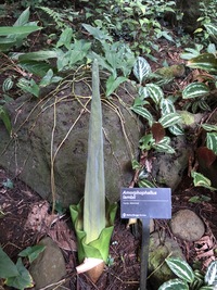 Amorphophallus lambii