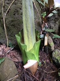 Amorphophallus lambii