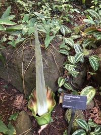 Amorphophallus lambii