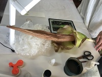 Amorphophallus lambii