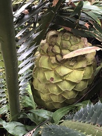 Encephalartos ituriensis