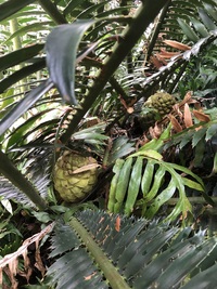 Encephalartos ituriensis