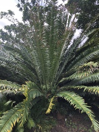 Encephalartos ituriensis