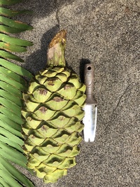 Encephalartos ituriensis