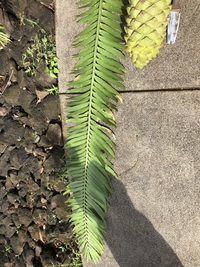 Encephalartos ituriensis