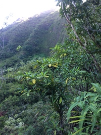 Ochrosia kauaiensis