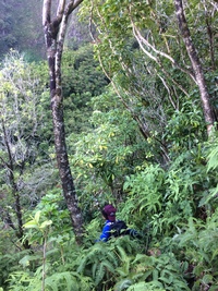 Ochrosia kauaiensis