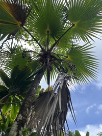 Pritchardia napaliensis