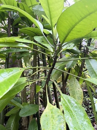 Charpentiera densiflora