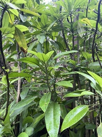 Charpentiera densiflora