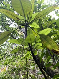 Charpentiera densiflora