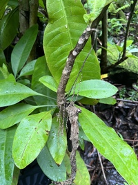 Charpentiera densiflora