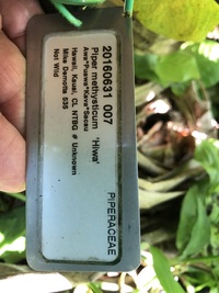 Piper methysticum
