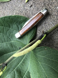 Piper methysticum
