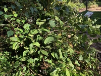 Piper methysticum