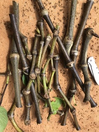 Piper methysticum