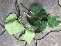 Piper methysticum