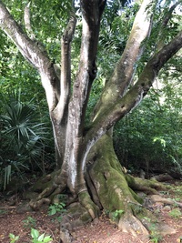 Millettia pinnata