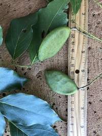 Millettia pinnata