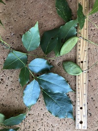 Millettia pinnata