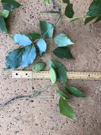 Millettia pinnata