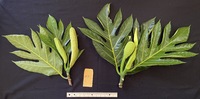 Artocarpus altilis x mariannensis 'Meinpadahk'