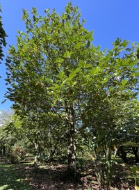 Artocarpus altilis x mariannensis 'Meinpadahk'
