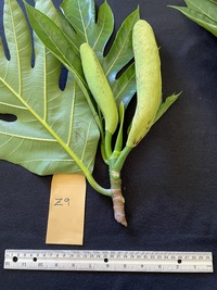 Artocarpus altilis x mariannensis 'Meinpadahk'
